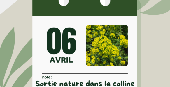 sortie nature avril 2024